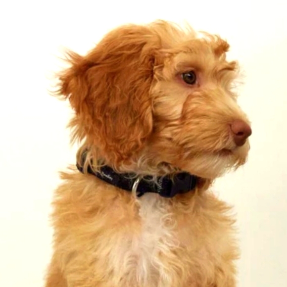 Vera Bradley Dog Pet Collar Tartan Plaid - Picture 7 of 7